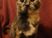 Tortieshell rescue. RESERVED