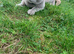 Ragdoll X British short hair kittens available ready now