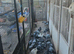 Stock racing pigeons
