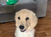 Golden retriever female for sale