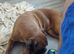 Adult female boxer