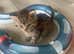 Selkirkrex kittens