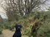 black lab for stud