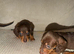 4 Adorable Dachshund Boys Ready to Leave