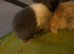 Babby bunnys