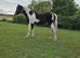 14.2hh coloured mare