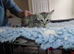 Female silver Bengal