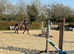 Tia 15.2 11yrs safe happy hack MD share jumper