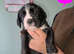 Cocky Boxer puppies