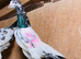 Pakistani Teddy Pigeons highflying