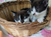 British Blue x kittens, flead/wormed/litter trained/socialised/ From £80