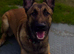 8 month Mali