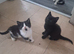British Shorthair kittens cross