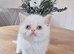 Persian x bsh kittens