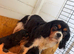 F1 cavapoo