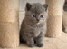 British shorthair kittens