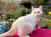 Blue Eyed Golden CPT Kitten