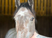 Beautiful grey roan 3 year old
