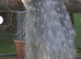 White Silver Pied Peacock &ndash; Fertile Male Full Train