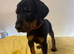 Kennel club registered Dobermans