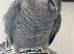 African Grey Parrot with cage