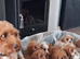 Cavapoo F1B ready now 1 boy available