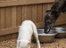 Whippet lurcher pups
