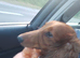 Long hair min dachshund