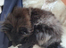 Girl pomeranian