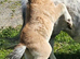 Bay Mushroom Dun Mini Colt