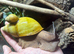 Archachatina Marginata Ictericia 2-3cm