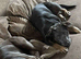 Staff x bullie pups