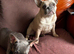 Super sweet beautiful frenchie pup KC reg.