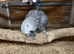 African grey