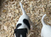 Lovely jack Russel puppies