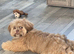 Female imperial shih tzu