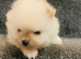 Ruassia pomeranian puppy