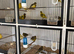Fife canaries for sale