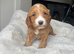 F1 Cockapoo Puppies PRA clear! Both parents KC registered- Health Tested