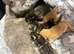 BRITISH SHORTHAIR X KITTENS FOR SALE