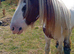 8 year old Ride and drive stallion