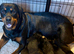 3 gorgeous full pedigree Rottweiler boys left