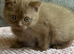 Stunning cinnamon British shorthair