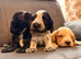 Kc registered show cocker spaniels