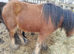Cob pony