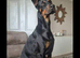 Doberman female kc Reg