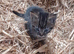 Very friendly Tabby Kittens ready to leave
