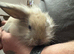 Mini lion lop crosses
