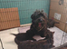 Adorable Scottish Terrier puppies available