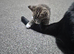 Adorable kitten boys needing a new home
